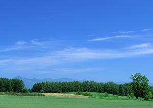 南大阪霊園の魅力と樹木葬の新しい供養スタイル【必読】