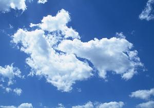 自然豊かな場所で樹木葬を行っています